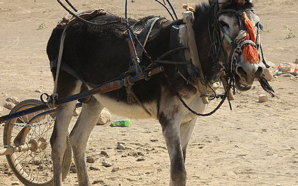 Hot Dog and Pony Show Ruined by Sweaty Ass