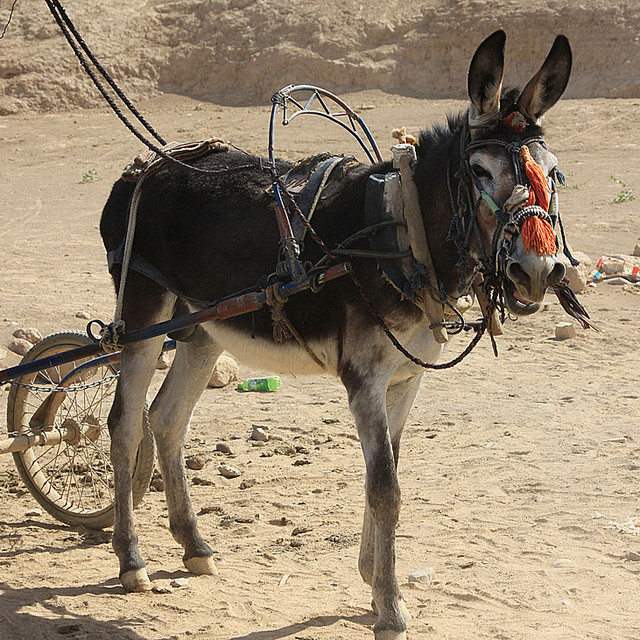 Hot Dog and Pony Show Ruined by Sweaty Ass